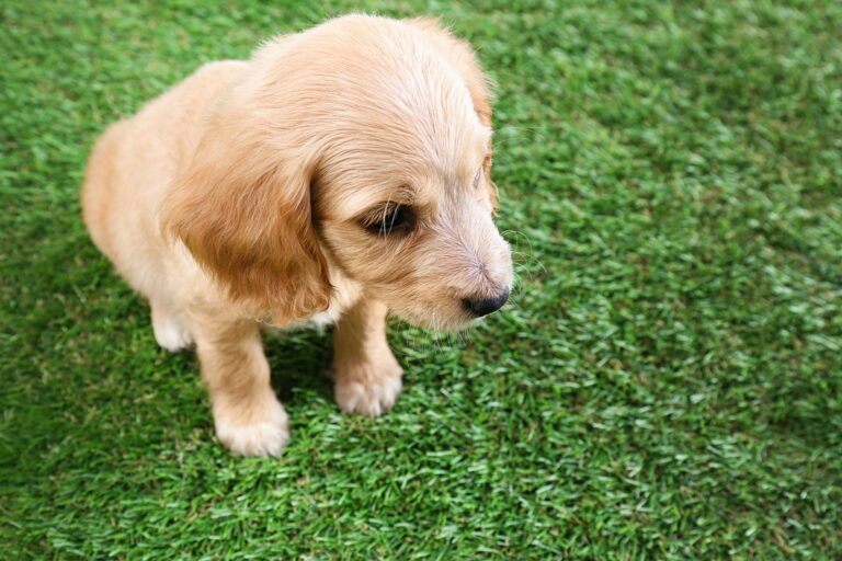 artificial grass for dogs