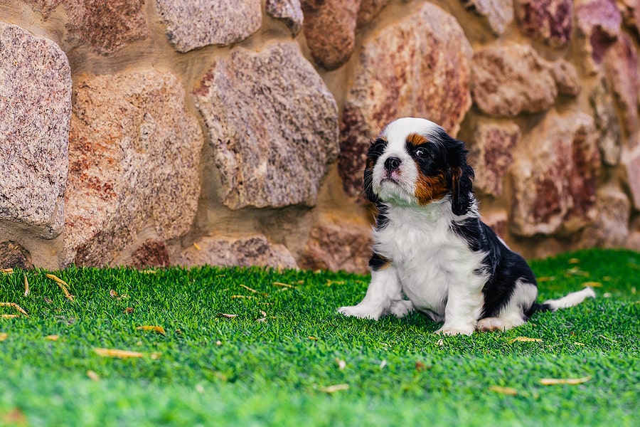 dog on artificial grass