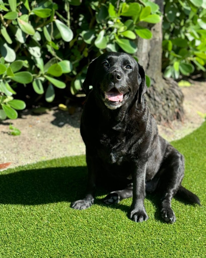 artificial grass company palm beach county